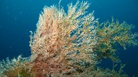 040 Eudendrium (Eudendrium sp)